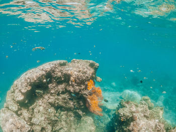 Underwater shot of coral reef, lipah beach, amed, bali.