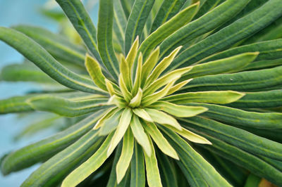 Close-up of plant