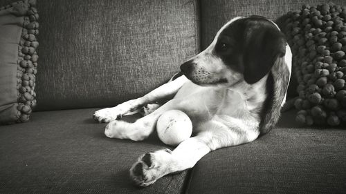 Dog resting on bed