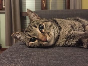 Portrait of cat relaxing at home