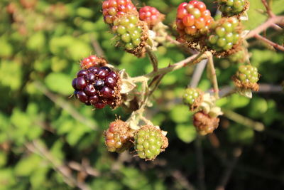 Close-up of berries growing on tree