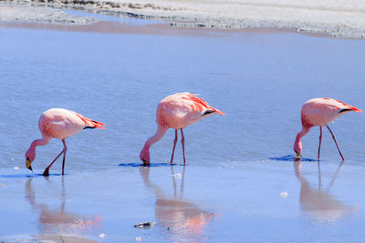 Flock of birds in the water