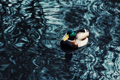 High angle view of duck swimming in lake