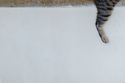 Low section of person standing on white cat