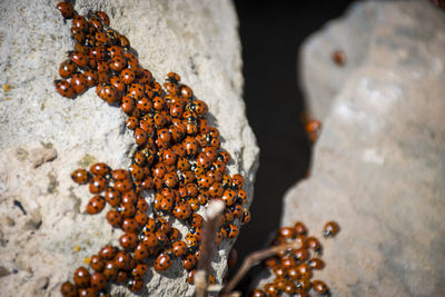Close-up of ladybugs on rock