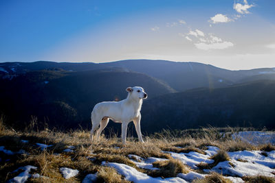 White horse on snow field against sky