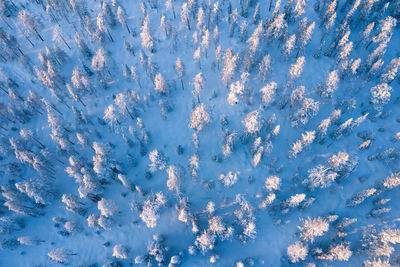 Full frame shot of snow covered trees on field