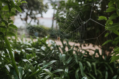 Close-up of wet spider web on plant