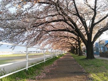 View of trees along road