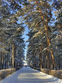 Road amidst trees in forest during winter