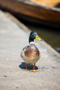 Close-up of duck on street