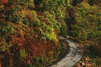 Road amidst trees in forest