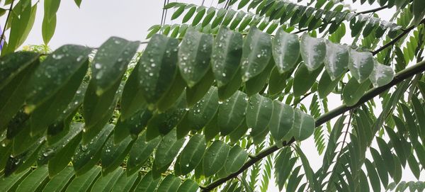 Close-up of wet leaves