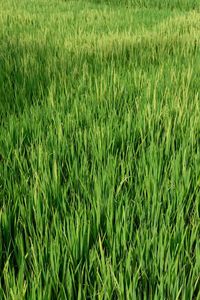 Full frame shot of crops on field