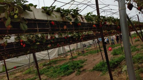 Plants in greenhouse against sky