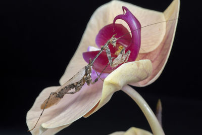 Close-up of pink orchid against black background