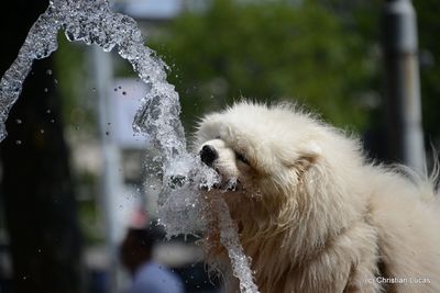 Close-up of sheep in water