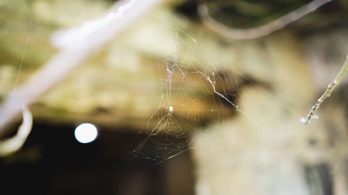 Close-up of spider on web