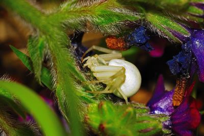 Close-up of insect on purple flower