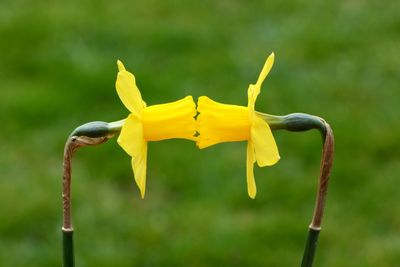 Close up of yellow flower