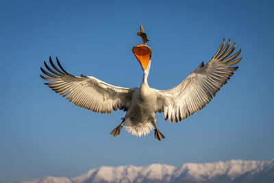 Low angle view of bird flying against sky