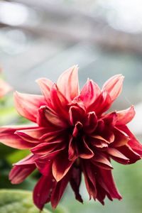 Close-up of red flower