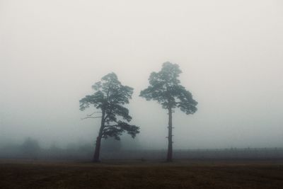 Trees on landscape in foggy weather