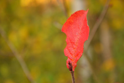 Close-up of red leaf on plant during autumn