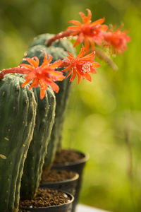 Close-up of orange flowering plant