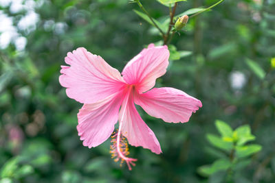 Close-up of pink hibiscus flower