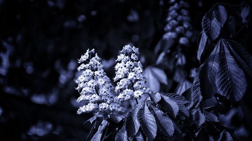 Close-up of frozen plant leaves during winter