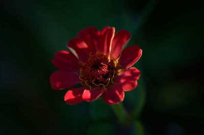 Close-up of red flower