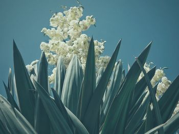 Close-up of fresh green plant against clear sky