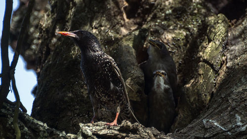 Close-up of birds perching on rock