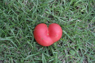 High angle view of strawberry on field