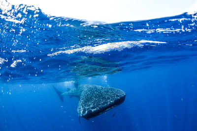 Fish swimming in sea