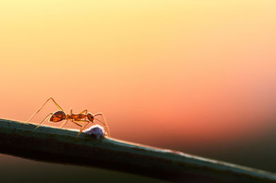 Close-up of ant on the plant stem 