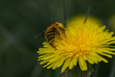 Close-up of bee pollinating on flower