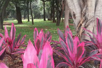 Pink flowers growing on field