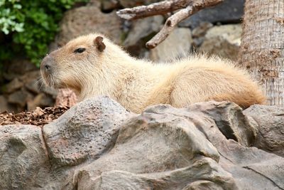 Side view of sloth on rocky surface