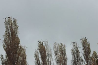 Low angle view of trees against clear sky