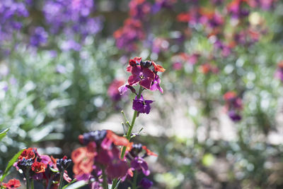 flowering plant