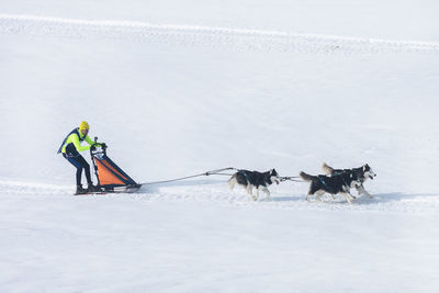 Person with dog on snowcapped mountain