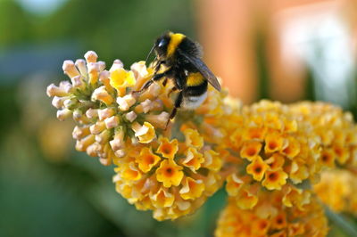 Close-up of bee pollinating on yellow flower