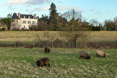 Sheep grazing in a field