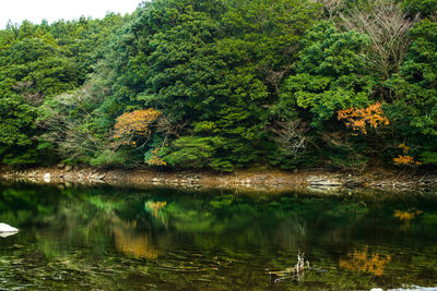 Scenic view of lake in forest