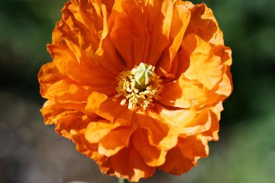Close-up of orange marigold flower