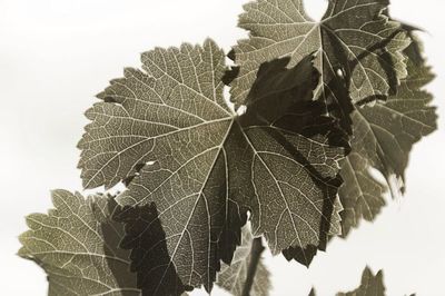 Close-up of leaves