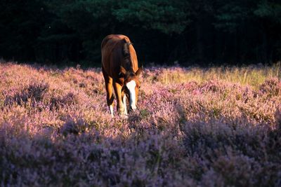 Dog standing in field