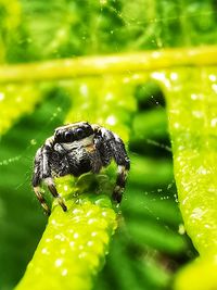 Close-up of spider on leaf